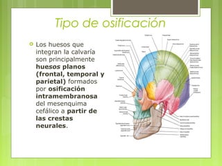 Tipo de osificación
 Los huesos que
integran la calvaría
son principalmente
huesos planos
(frontal, temporal y
parietal) formados
por osificación
intramembranosa
del mesenquima
cefálico a partir de
las crestas
neurales.
 