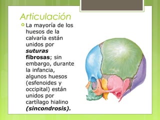 Articulación
 La mayoría de los
huesos de la
calvaría están
unidos por
suturas
fibrosas; sin
embargo, durante
la infancia,
algunos huesos
(esfenoides y
occipital) están
unidos por
cartílago hialino
(sincondrosis).
 