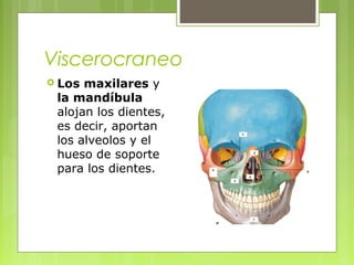 Viscerocraneo
 Los maxilares y
la mandíbula
alojan los dientes,
es decir, aportan
los alveolos y el
hueso de soporte
para los dientes.
 
