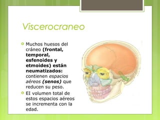 Viscerocraneo
 Muchos huesos del
cráneo (frontal,
temporal,
esfenoides y
etmoides) están
neumatizados:
contienen espacios
aéreos (senos) que
reducen su peso.
 EI volumen total de
estos espacios aéreos
se incrementa con la
edad.
 