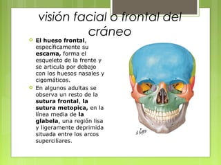 visión facial o frontal del
cráneo El hueso frontal,
específicamente su
escama, forma el
esqueleto de la frente y
se articula por debajo
con los huesos nasales y
cigomáticos.
 En algunos adultas se
observa un resto de la
sutura frontal, la
sutura metopica, en la
línea media de la
glabela, una región lisa
y ligeramente deprimida
situada entre los arcos
superciliares.
 