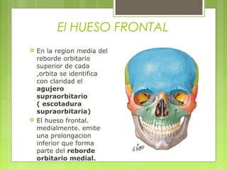 El HUESO FRONTAL
 En la region media del
reborde orbitario
superior de cada
,orbita se identifica
con claridad el
agujero
supraorbitario
( escotadura
supraorbitaria)
 El hueso frontal.
medialmente. emite
una prolongacion
inferior que forma
parte del reborde
orbitario medial.
 