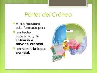 Partes del Cráneo
 El neurocraneo
esta formado por:
 un techo
abovedado, la
calvaría o
bóveda craneal.
 un suelo, la base
craneal.
 