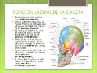 PORCION LATERAL DE LA CALOTA
 Comienza anteriormente
con el hueso frontal.
 En su extremo superior, el
hueso frontal se articula con
el hueso parietal por medio
de la sutura coronal.
 El hueso parietal a su vez
se articula con el hueso
occipital a través de la
sutura lambdoidea.
 En la zona inferior de la
región lateral de la calota,
el hueso frontal se articula
con el ala mayor del hueso
esfenoides.
 Que a su vez se articula con
el hueso parietal por medio
de la sutura
esfenoparietal,
 Y con el borde anterior del
hueso temporal por medio
de la sutura
esfenoescamosa.
 
