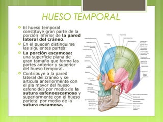 HUESO TEMPORAL
 El hueso temporal
constituye gran parte de la
porción inferior de la pared
lateral del cráneo.
 En el pueden distinguirse
las siguientes partes:
 La porción escamosa:
una superficie plana de
gran tamaño que forma las
partes anterior y superior
del hueso temporal.
 Contribuye a la pared
lateral del cráneo y se
articula anteriormente con
el ala mayor del hueso
esfenoides por medio de la
sutura esfenoescamosa y
superiormente con el hueso
parietal por medio de la
sutura escamosa.
 