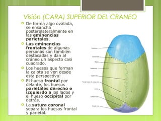 Visión (CARA) SUPERIOR DEL CRANEO
 De forma algo ovalada,
se ensancha
posterolateralmente en
las eminencias
parietales.
 Las eminencias
frontales de algunas
personas son también
destacadas y dan al
cráneo un aspecto casi
cuadrado.
 Los huesos que forman
la calota se ven desde
esta perspectiva:
 El hueso frontal por
delante, los huesos
parietales derecho e
izquierdo a los lados y
el hueso occipital por
detrás.
 La sutura coronal
separa los huesos frontal
y parietal.
 