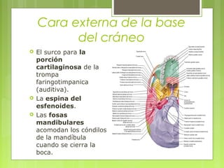 Cara externa de la base
del cráneo
 El surco para la
porción
cartilaginosa de la
trompa
faringotimpanica
(auditiva).
 La espina del
esfenoides.
 Las fosas
mandibulares
acomodan los cóndilos
de la mandíbula
cuando se cierra la
boca.
 