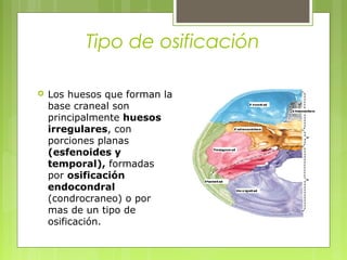 Tipo de osificación
 Los huesos que forman la
base craneal son
principalmente huesos
irregulares, con
porciones planas
(esfenoides y
temporal), formadas
por osificación
endocondral
(condrocraneo) o por
mas de un tipo de
osificación.
 