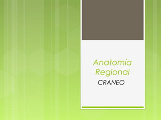 Anatomía
Regional
CRANEO
 