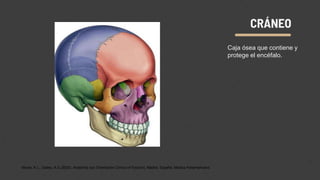 CRÁNEO
Caja ósea que contiene y
protege el encéfalo.
Moore, K.L., Dalley, A.E.(2002). Anatomía con Orientación Clínica (4°Edicion), Madrid, España: Medica Panamericana.
 