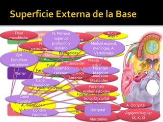 Fosa         Espina Nasal PetrosoCanal
                           N.                                 A.C.I.
                              Apofisis
mandibular
  Maxilar        Posterior superior       Alas <
                                     Carotideo       Paladar Alas >
                 Lateral profundo y
                  Fisura                            Medula espinal,
                                                  Canaliculo
             petrotimpanica  Vidiano Palatina Timpanico A.
                                                      meninges,
        Medial
    VyA                OrificiosPterigoides
                                Palatinos              Vertebrales
                                                            Apofisis
                     Alveolar Incisiva
                            Fosa
 Condileas                                        Meato
posteriores                         Cuerda del Acustico
                        Tubo
                            ForamenTimpano y A. Externo
                                                      Foramen
                Faringotimpanico
   Vomer                     Lacerum <
                                     Timpanica Esfenoides
                       > N. Nasopalatinos             Magnum
                                                    Canaliculo
                                      Anterior
                Canal                               Mastoideo
              Hipogloso
                VAN                      VAN       Foramen
                Foramen Ovale
              Palatino >               Palatino <
                                               estilomastoideo
                                           Foramen Spinosum
      Canal                                    Surco Occipital
       N. Maxilar Inf.
     Condilar
       A. meningea <                       VA Meningea y A.
                                                    N. VII ½
                                                  FosaYugular          A. Occipital
  Temporal Condilo
      V. Agujero Ovale                              Occipital
                                                estilomastoidea
                                          N. Espinoso (V3)
                                                     Foramen           AgujeroYugular
              Occipital
                                                    Mastoideo             IX, X, XI
 