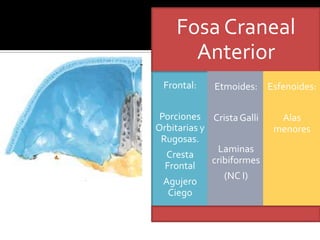 Fosa Craneal
      Anterior
 Frontal:    Etmoides: Esfenoides:

 Porciones Crista Galli     Alas
Orbitarias y               menores
 Rugosas.
              Laminas
  Cresta
             cribiformes
  Frontal
                (NC I)
  Agujero
   Ciego
 