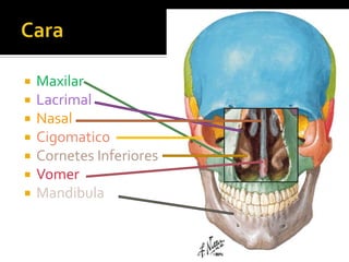    Maxilar
   Lacrimal
   Nasal
   Cigomatico
   Cornetes Inferiores
   Vomer
   Mandibula
 