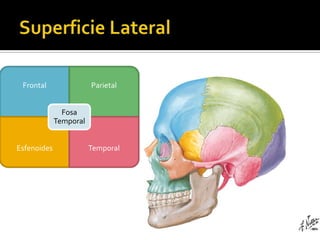 Frontal                Parietal


               Fosa
             Temporal


Esfenoides              Temporal
 