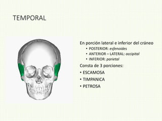 TEMPORAL
En porción lateral e inferior del cráneo
• POSTERIOR: esfenoides
• ANTERIOR – LATERAL: occipital
• INFERIOR: parietal
Consta de 3 porciones:
• ESCAMOSA
• TIMPANICA
• PETROSA
 