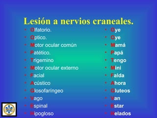 Lesión a nervios craneales. O lfatorio. O ptico. M otor ocular común P atético. T rigemino M otor ocular externo F acial A cústico G losofaríngeo V ago E spinal H ipogloso O ye O ye M amá P apá T engo M ini F alda A hora G luteos V an E star H elados 