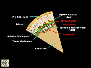 Piel Cabelluda Cráneo Arterias Meningeas ENCEFALO DURA MADRE Espacio Epidural (virtual) Aracnoides Espacio Subaracnoideo (LC.R.) PIAMADRE Venas Meningeas 