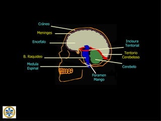 Cráneo Meninges Encefalo Incisura Tentorial Foramen Mango Cerebelo Tentorio Cerebeloso Medula Espinal B. Raquideo 