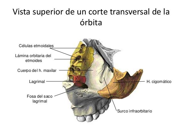 Resultado de imagen para Vista superior de un corte transversal de la órbita