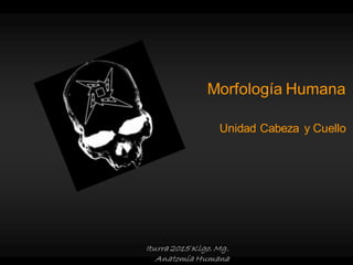 Iturra 2015 Klgo. Mg.
Anatomía Humana
Morfología Humana
Unidad Cabeza y Cuello
 