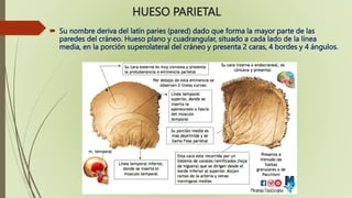HUESOS DEL CRANEO Y SUS PARTES PARA RADIOLOGIA.pptx