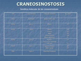 CRANEOSINOSTOSIS
         Genética molecular de las craneosinostosis

 Gen            Locus humano       Trastorno/ síndrome    No. casos


MSX2             5Q34-Q35          Boston TYPE CNS           1


FGFR2              8p11.2                Pffeifer            13


FGFR2              10q26                Pffeifer            108
                                        Crouzon             122
                                         Apert              394
                                     Jackson-Weiss          138
                                    Beare-Stevenson          4
FGFR3              4p16.3               Muenke              123
                                  Crouzon con acantosis
                                        nigricans            12
TWIST              7p21.1           Saethre-Chotzen          89
                                     Baller-Gerold           24

FBN1              15q21.1         Shprintzen-Goldberg        1
 
