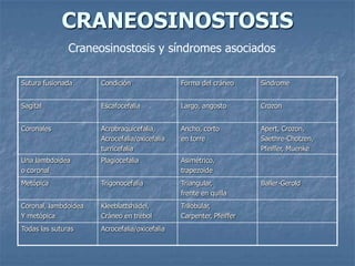 CRANEOSINOSTOSIS
               Craneosinostosis y síndromes asociados

Sutura fusionada      Condición                Forma del cráneo      Síndrome


Sagital               Escafocefalia            Largo, angosto        Crozon


Coronales             Acrobraquicefalia,       Ancho, corto          Apert, Crozon,
                      Acrocefalia/oxicefalia   en torre              Saethre-Chotzen,
                      turricefalia                                   Pfeiffer, Muenke
Una lambdoidea        Plagiocefalia            Asimétrico,
o coronal                                      trapezoide
Metópica              Trigonocefalia           Triangular,           Baller-Gerold
                                               frente en quilla
Coronal, lambdoidea   Kleeblattshädel,         Trilobular,
Y metópica            Cráneo en trébol         Carpenter, Pfeiffer
Todas las suturas     Acrocefalia/oxicefalia
 