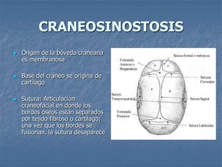 CRANEOSINOSTOSIS
   Origen de la bóveda craneana
    es membranosa

   Base del cráneo se origina de
    cartílago

   Sutura: Articulación
    craneofacial en donde los
    bordes óseos están separados
    por tejido fibroso o cartílago;
    una vez que los bordes se
    fusionan, la sutura desaparece
 