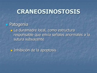 CRANEOSINOSTOSIS

   Patogenia
       La duramadre local, como estructura
        responsable que envía señales anormales a la
        sutura subyacente

       Inhibición de la apoptosis
 