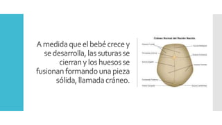 Amedidaqueelbebécrecey
sedesarrolla,lassuturasse
cierranyloshuesosse
fusionanformandounapieza
sólida,llamadacráneo.
 