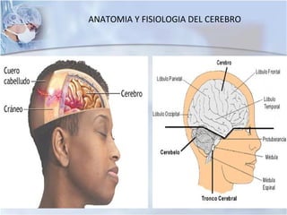 ANATOMIA Y FISIOLOGIA DEL CEREBRO
 