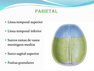 Craneo y columna 2013 | PPTX