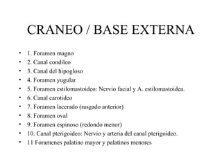 Formane Rasgado Craneo y columna vertebral | PPT