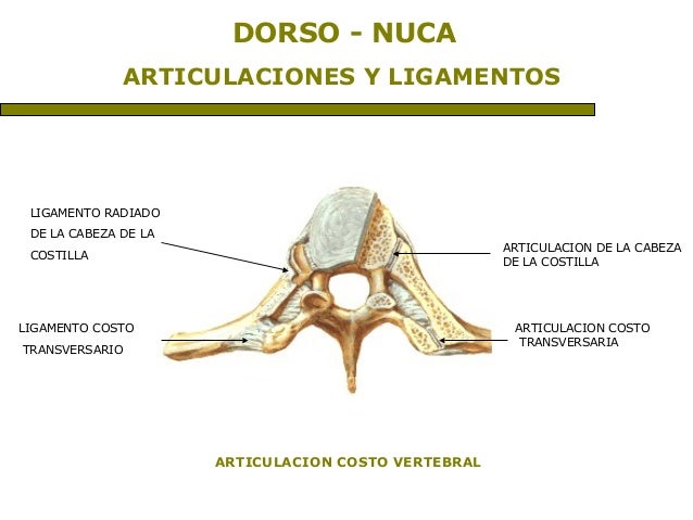 Craneo y columna vertebral