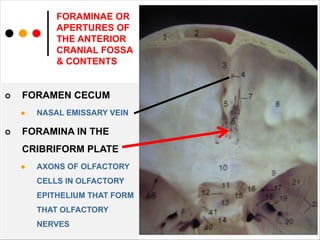craniallllllllllllCRANIAL-FOSSAE-Copy.pdf