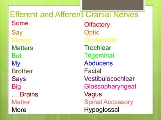Efferent and Afferent Cranial Nerves
Some
Say
Money
Matters
But
My
Brother
Says
Big
….Brains
Matter
More
Olfactory
Optic
O...