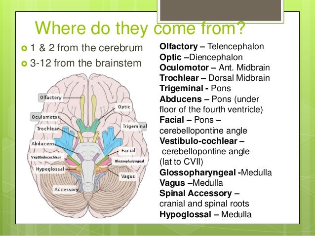 Cranial Nerves