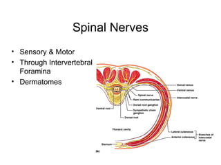 Spinal Nerves
• Sensory & Motor
• Through Intervertebral
Foramina
• Dermatomes
 