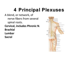 4 Principal4 Principal PlexusesPlexuses
A blend, or network, of
nerve fibers from several
spinal roots.
Cervical, includes Phrenic N.
Brachial
Lumbar
Sacral
 
