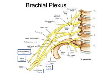 Brachial PlexusBrachial Plexus
 