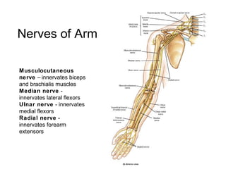 Nerves of Arm
Musculocutaneous
nerve – innervates biceps
and brachialis muscles
Median nerve -
innervates lateral flexors
Ulnar nerve - innervates
medial flexors
Radial nerve -
innervates forearm
extensors
 