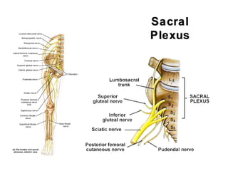SacralSacral
PlexusPlexus
 