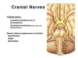 Cranial Nerves
Twelve pairs:
2 attach to forebrain (Tel- &
Diencephalon)
10 attach to brainstem (Mes-, Met- and
Myelencephalon)
Names relate to appearance or function
Classification
Origin
Destination
 