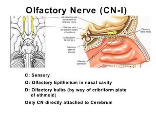 Olfactory Nerve (CN-I)
C: Sensory
O: Olfactory Epithelium in nasal cavity
D: Olfactory bulbs (by way of cribriform plate
of ethmoid)
Only CN directly attached to Cerebrum
 