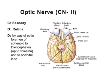 Optic Nerve (CN- II)
C: Sensory
O: Retina
D: by way of optic
foramen of
sphenoid to
Diencephalon
(optic chiasma)
and to occipital
lobe
 