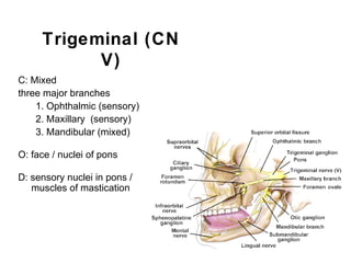 Trigeminal (CN
V)
C: Mixed
three major branches
1. Ophthalmic (sensory)
2. Maxillary (sensory)
3. Mandibular (mixed)
O: face / nuclei of pons
D: sensory nuclei in pons /
muscles of mastication
 