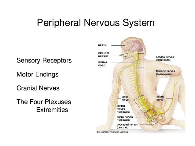 Cranial and spinal nerve