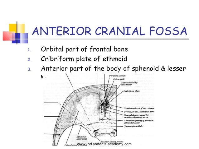 growth and development of Cranial base