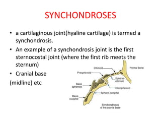 SYNCHONDROSES
• a cartilaginous joint(hyaline cartilage) is termed a
synchondrosis.
• An example of a synchondrosis joint is the first
sternocostal joint (where the first rib meets the
sternum)
• Cranial base
(midline) etc
 