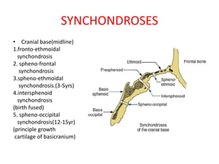 SYNCHONDROSES
• Cranial base(midline)
1.fronto-ethmoidal
synchondrosis
2. spheno-frontal
synchondrosis
3.spheno-ethmoidal
synchondrosis.(3-5yrs)
4.intersphenoid
synchondrosis
(birth fused)
5. spheno-occipital
synchondrosis(12-15yr)
(principle growth
cartilage of basicranium)
 